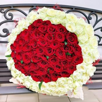 Букет 101 красно-белая роза (артикул - 128876krg)
